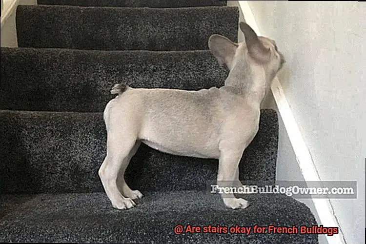 Are stairs okay for French Bulldogs-5