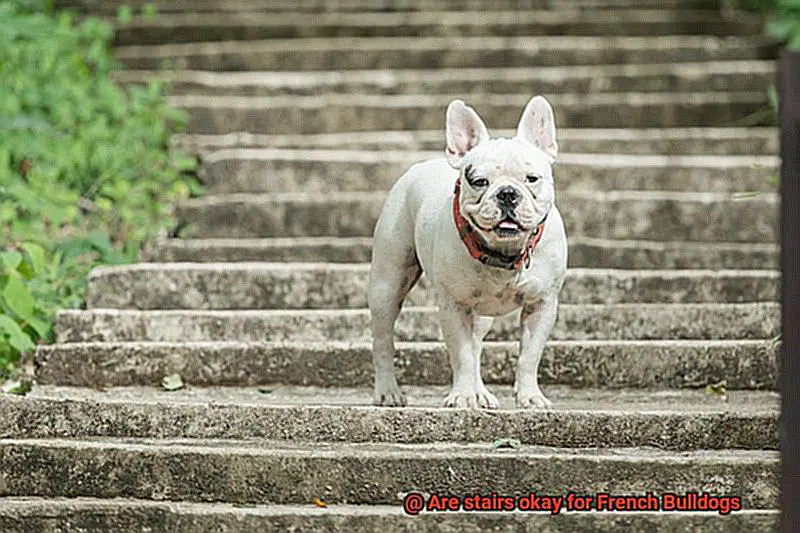 Are stairs okay for French Bulldogs-4