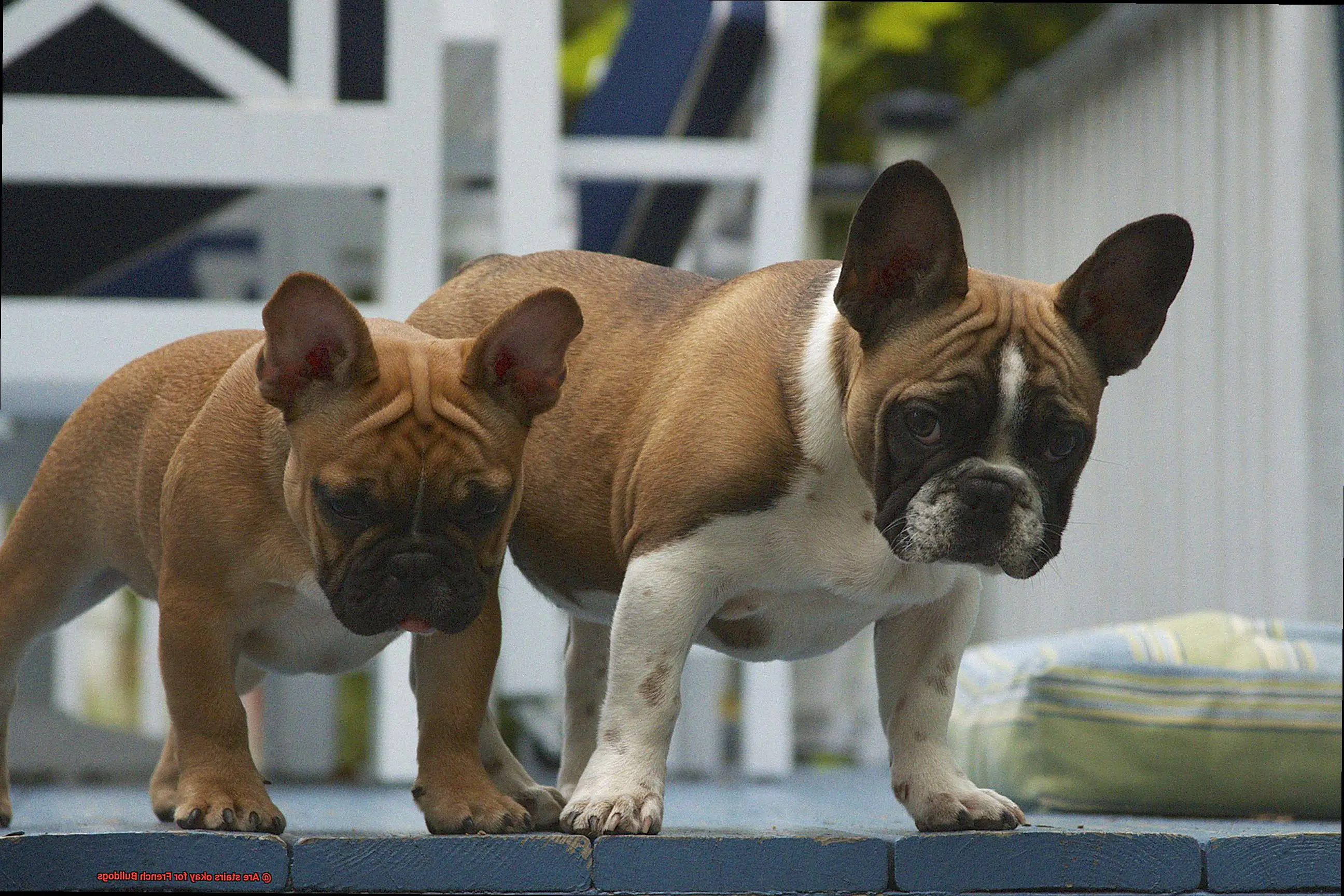 Are stairs okay for French Bulldogs-7