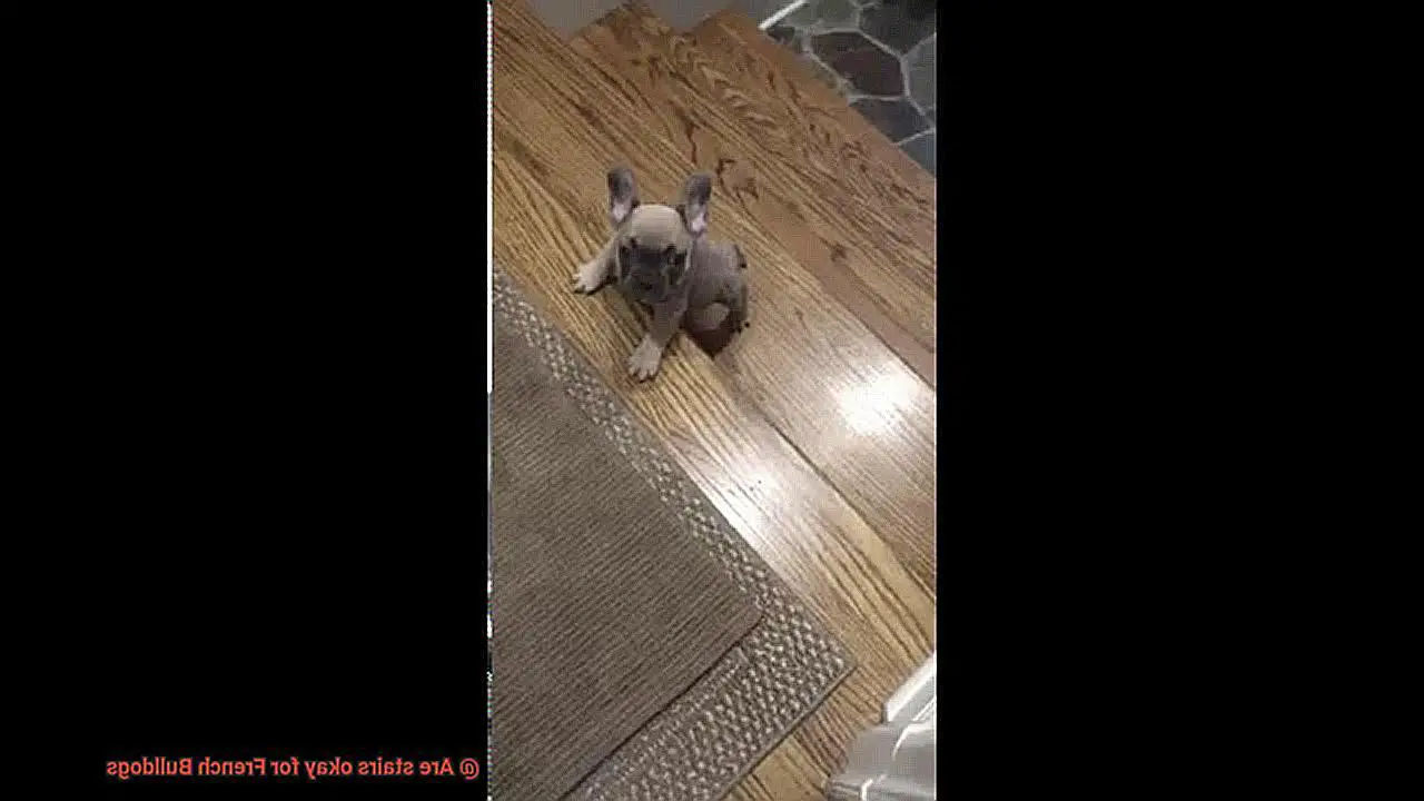 Are stairs okay for French Bulldogs-2