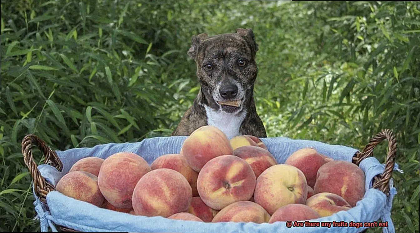 Are there any fruits dogs can't eat-7