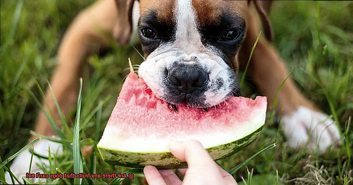 Are there any fruits that dogs can't eat-4