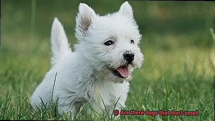 Are there dogs that don't smell-2
