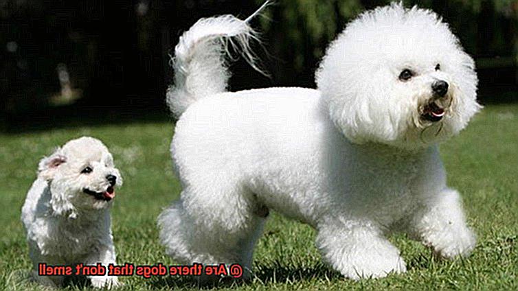 Are there dogs that don't smell-3