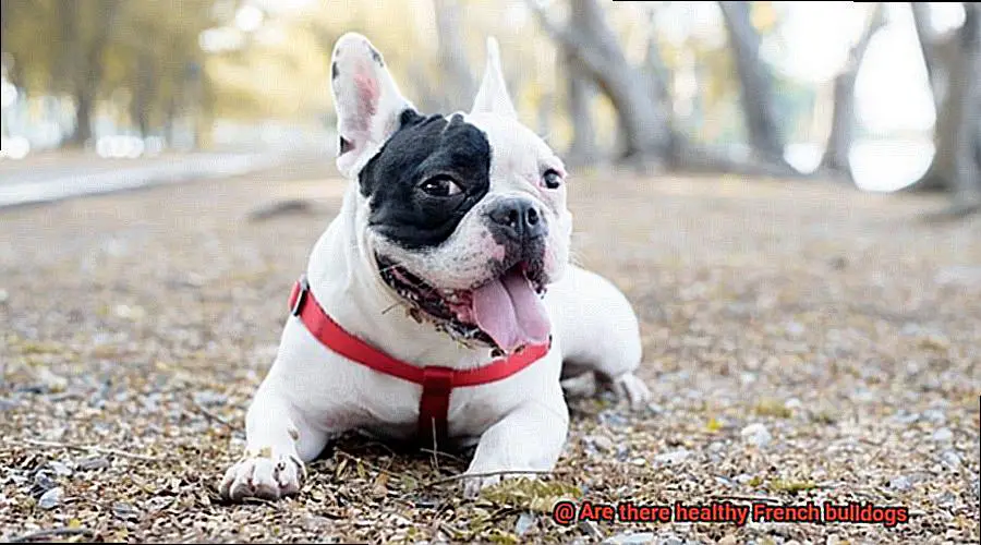 Are there healthy French bulldogs-3