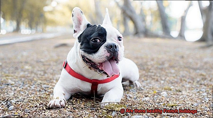 Are there healthy French bulldogs-3