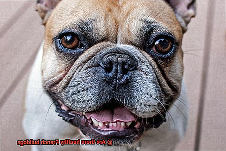 Are there healthy French bulldogs-5