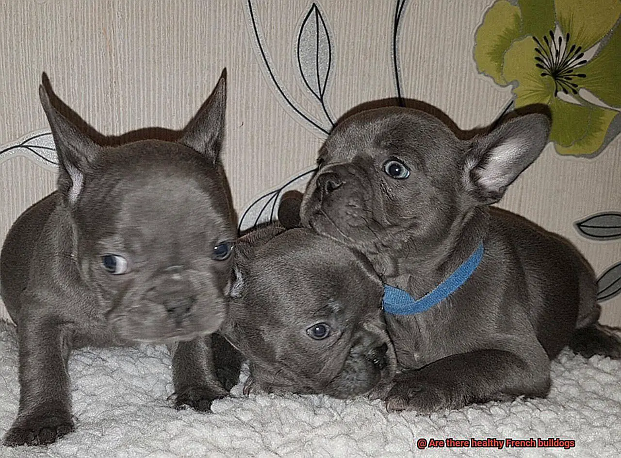 Are there healthy French bulldogs-7