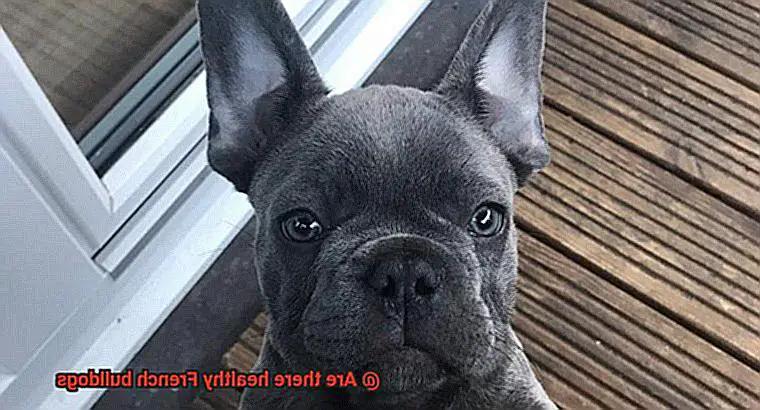 Are there healthy French bulldogs-2