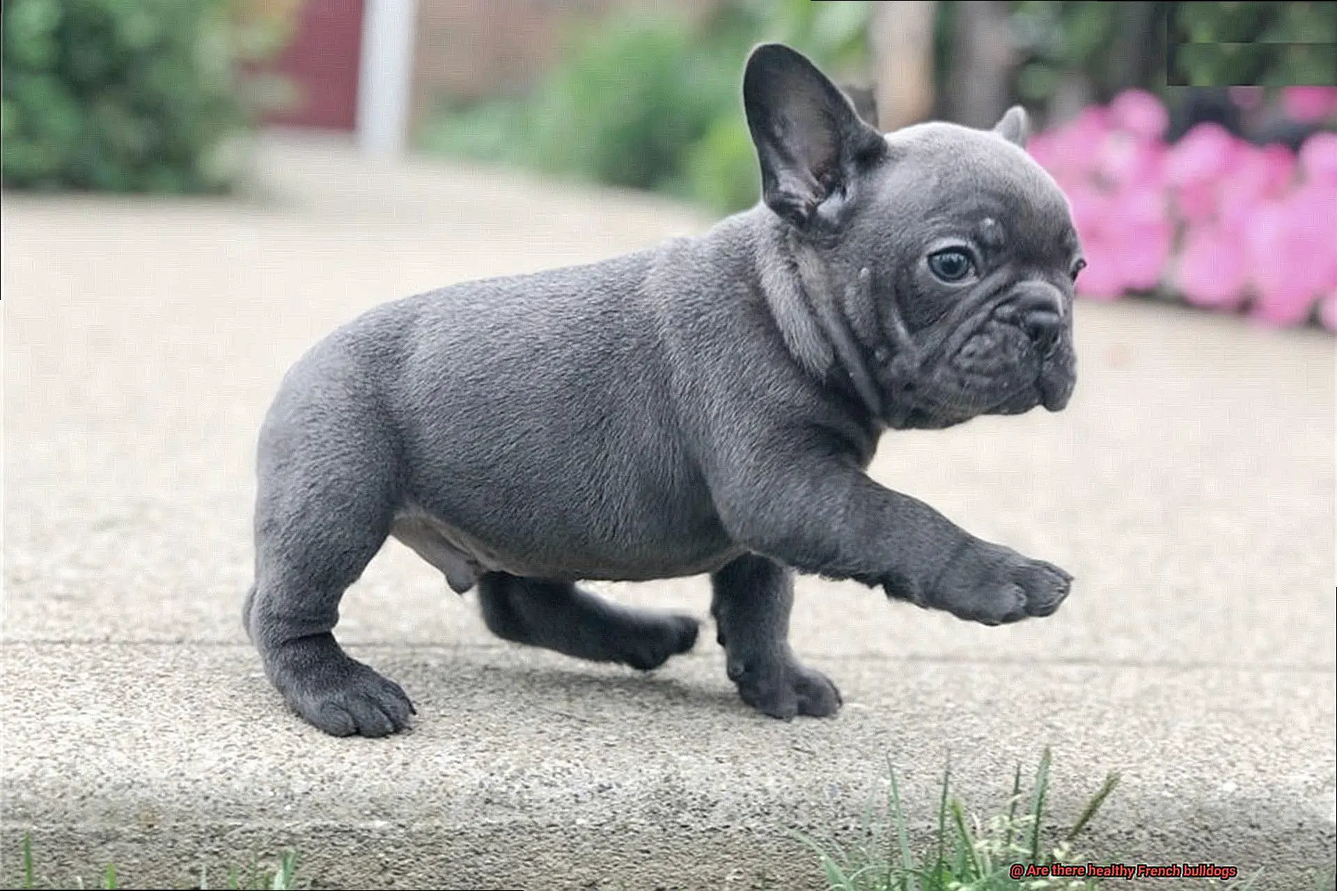 Are there healthy French bulldogs-4