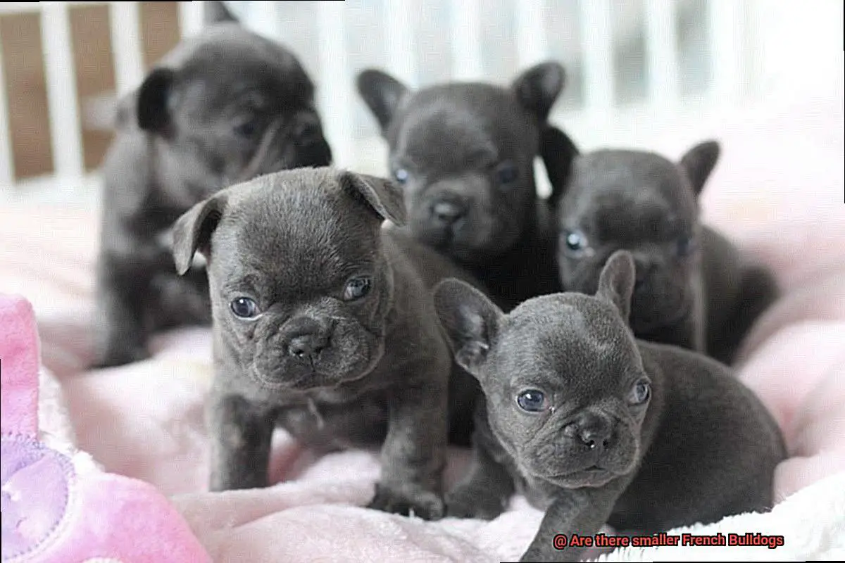 Are there smaller French Bulldogs-4