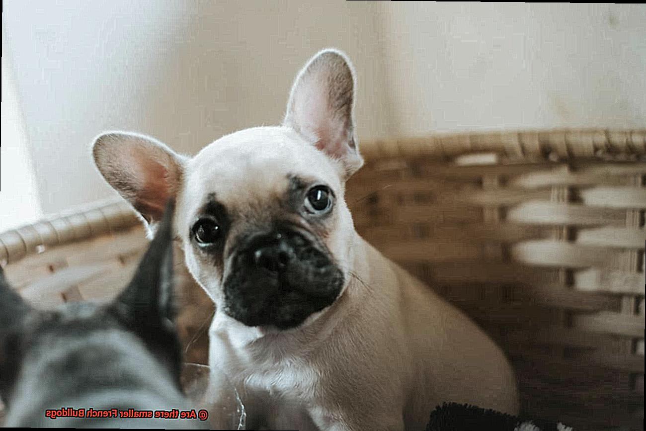 Are there smaller French Bulldogs-3