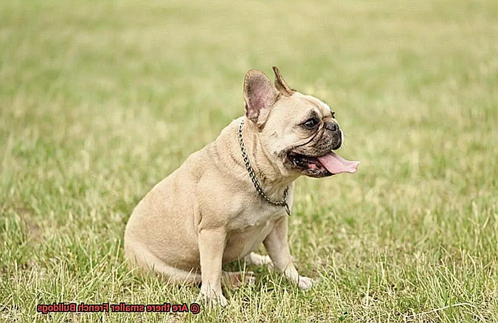 Are there smaller French Bulldogs-2