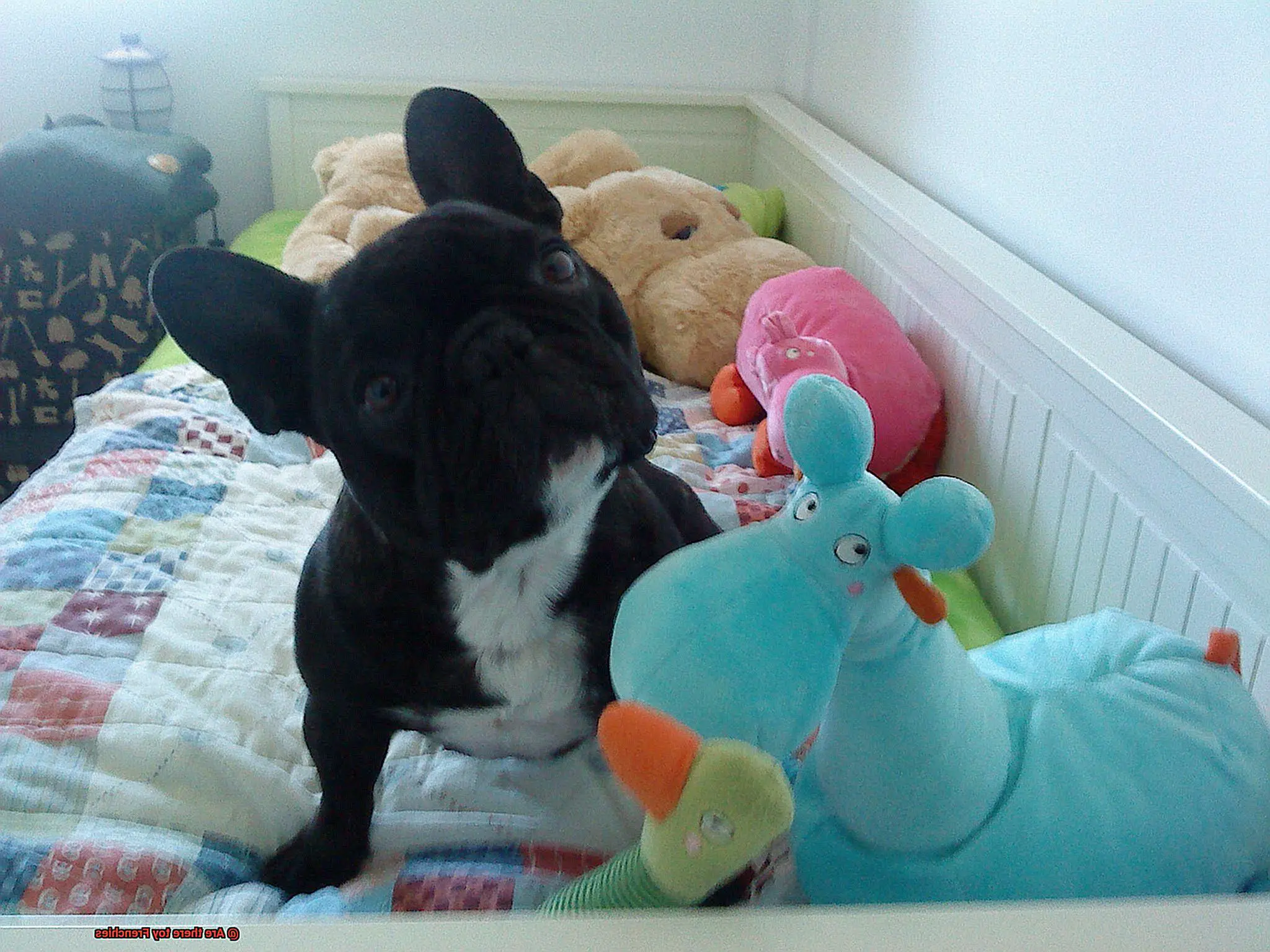 Are there toy Frenchies-3