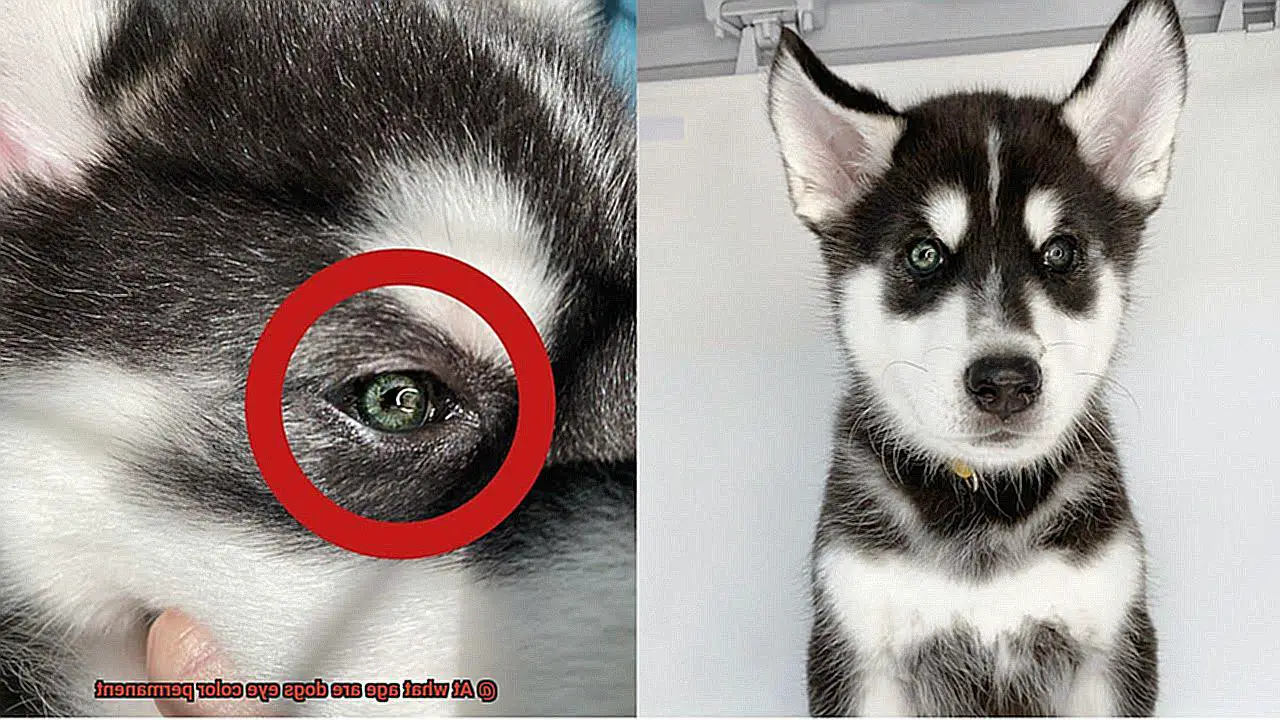 At what age are dogs eye color permanent-3