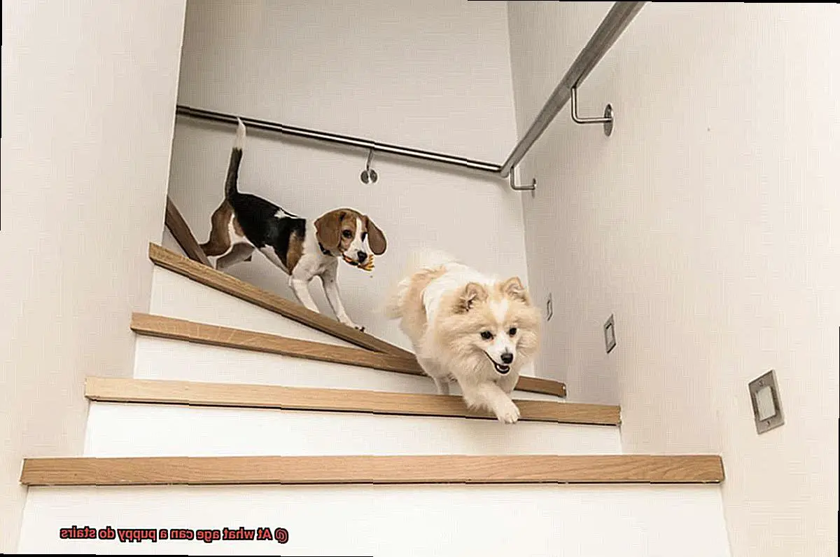 At what age can a puppy do stairs-2