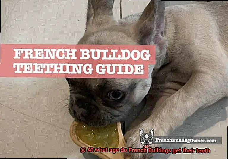 At what age do French Bulldogs get their teeth-2