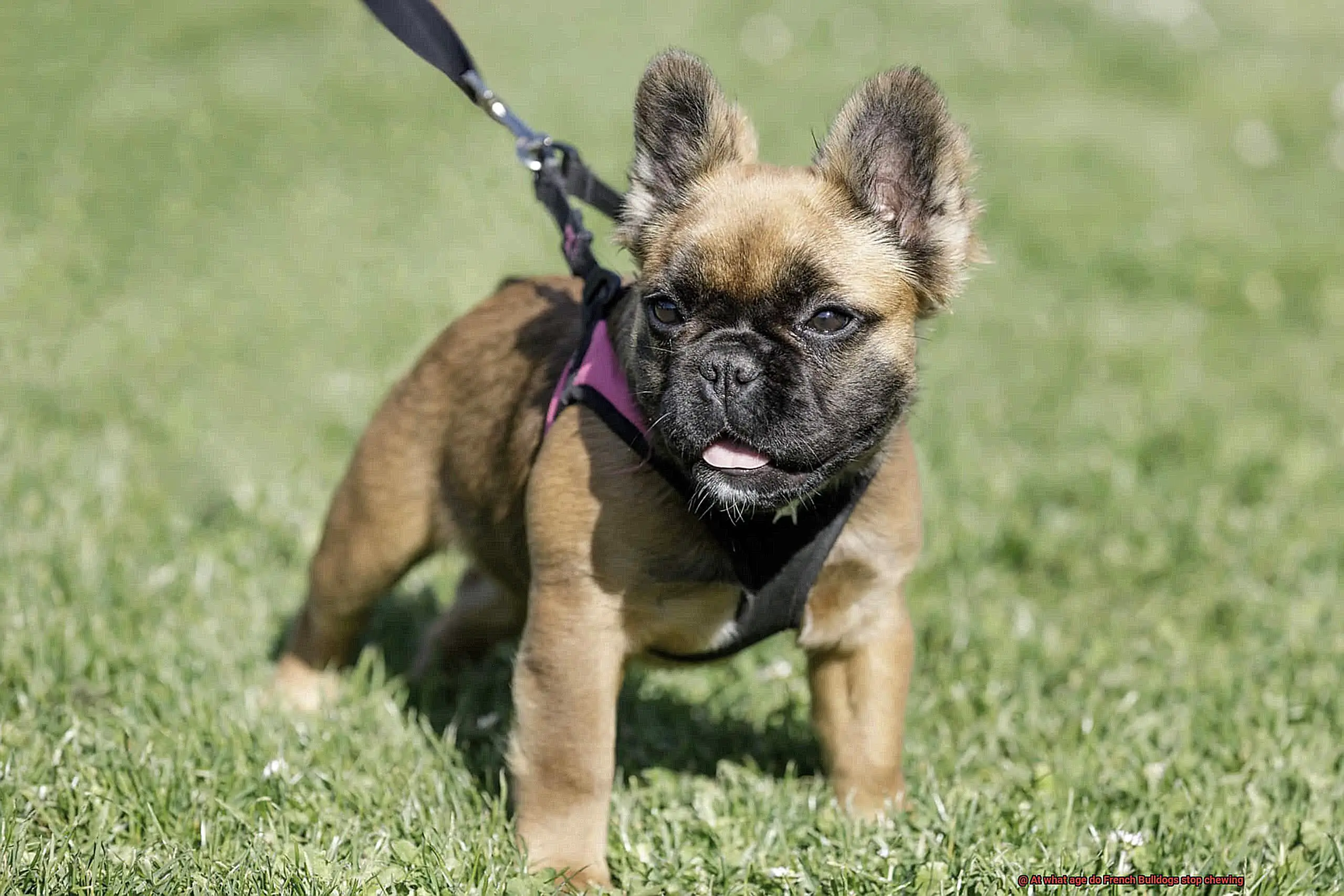At what age do French Bulldogs stop chewing-3