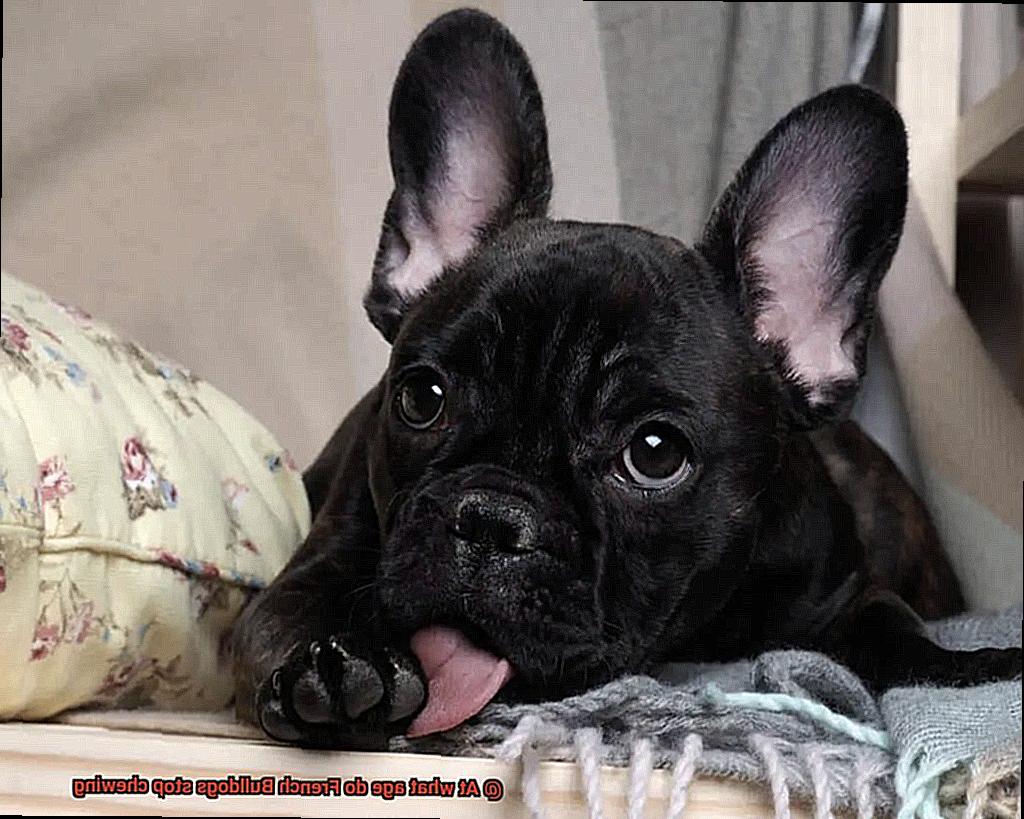 At what age do French Bulldogs stop chewing-5
