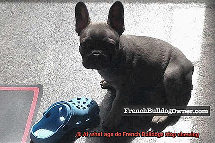 At what age do French Bulldogs stop chewing-6