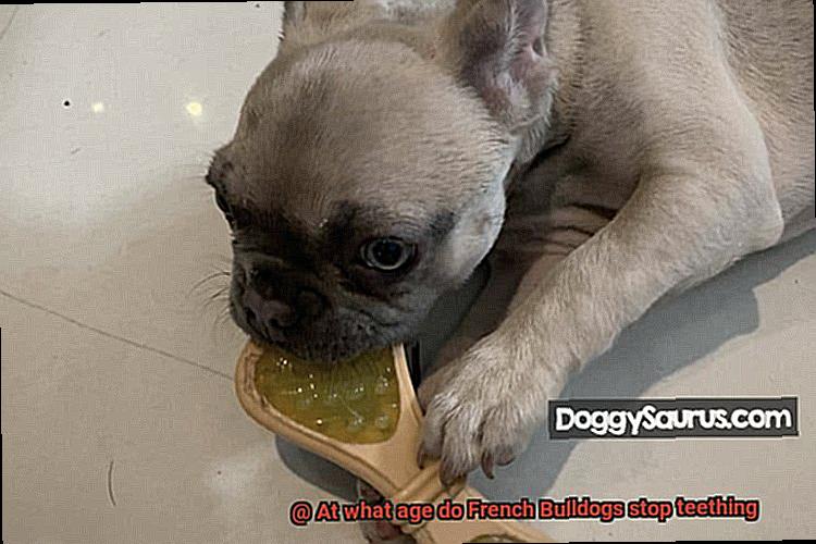 At what age do French Bulldogs stop teething-2