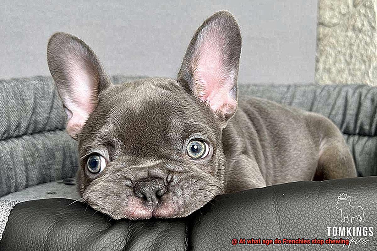 At what age do Frenchies stop chewing-5