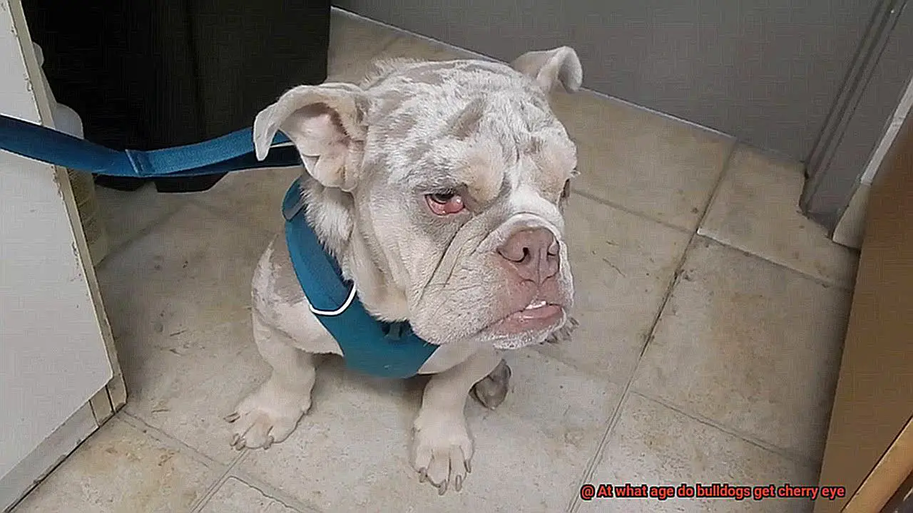 At what age do bulldogs get cherry eye-2