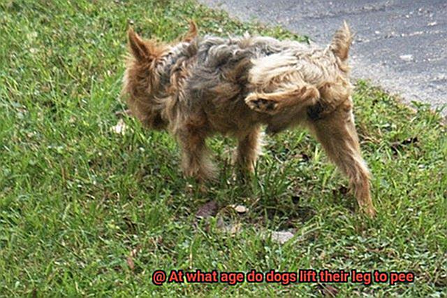 At what age do dogs lift their leg to pee-5