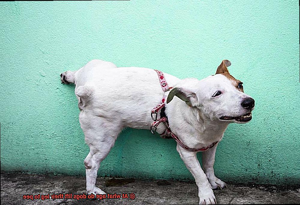 At what age do dogs lift their leg to pee-2