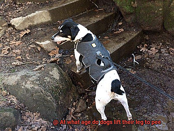 At what age do dogs lift their leg to pee-3
