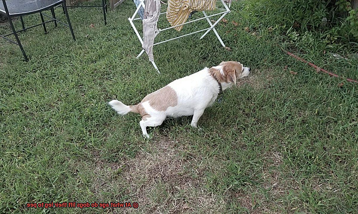 At what age do dogs lift their leg to pee-4