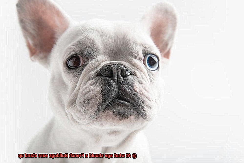 At what age should a French Bulldogs ears stand up-3