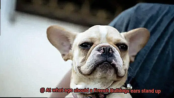 At what age should a French Bulldogs ears stand up-2
