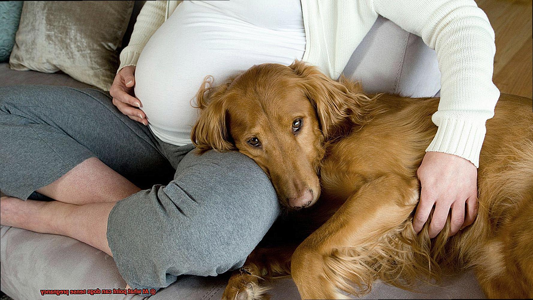 At what point can dogs sense pregnancy-4