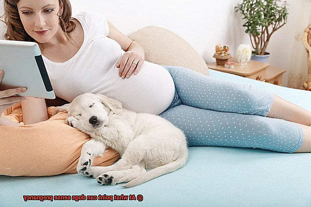 At what point can dogs sense pregnancy-6