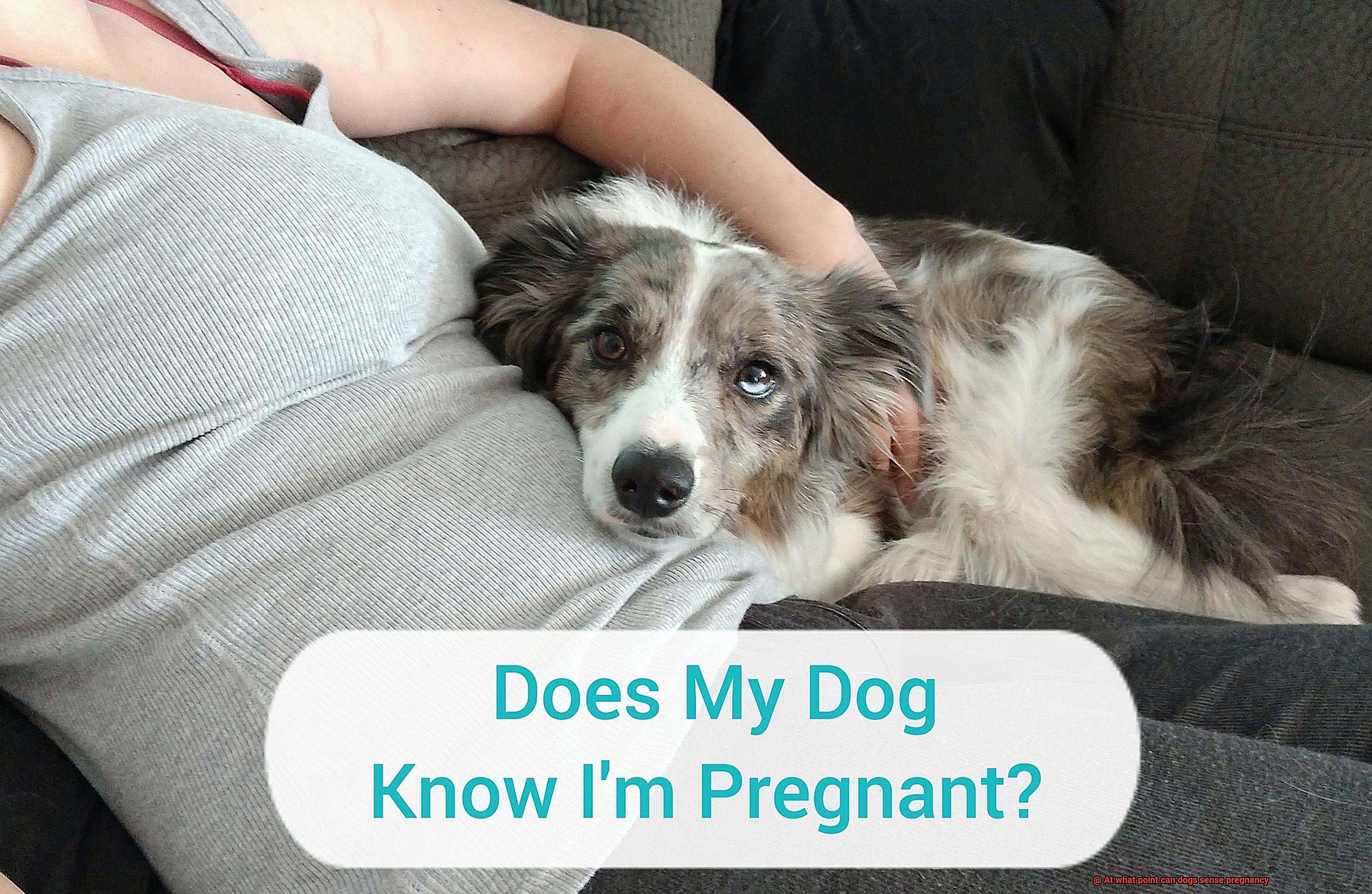 At what point can dogs sense pregnancy-5