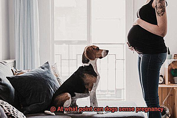 At what point can dogs sense pregnancy-2
