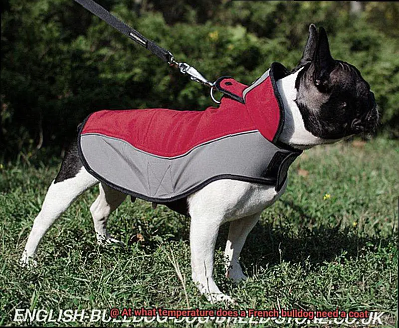 At what temperature does a French bulldog need a coat-3