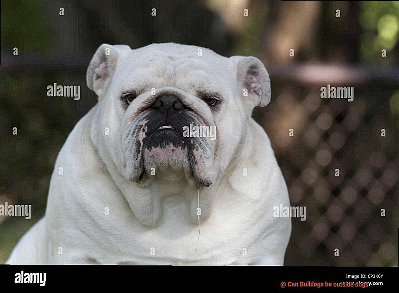 Can Bulldogs be outside dogs-6