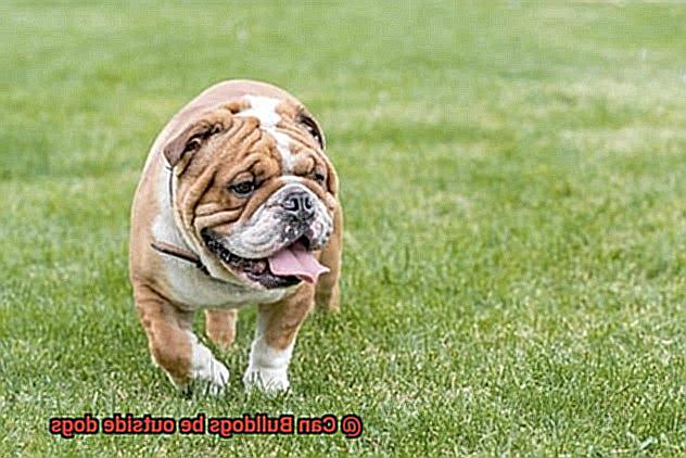 Can Bulldogs be outside dogs-4