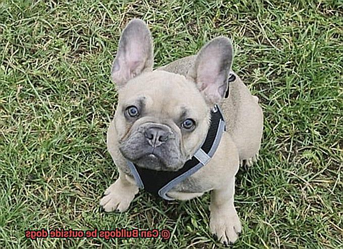 Can Bulldogs be outside dogs-2