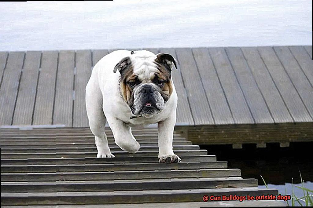 Can Bulldogs be outside dogs-5