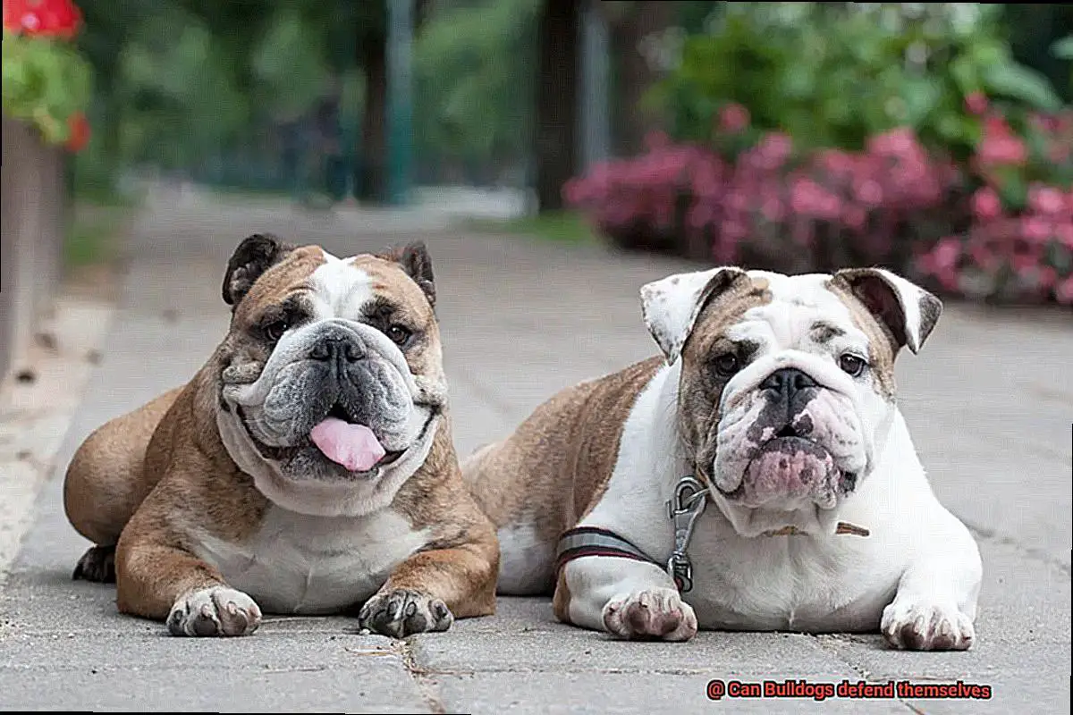 Can Bulldogs defend themselves-3