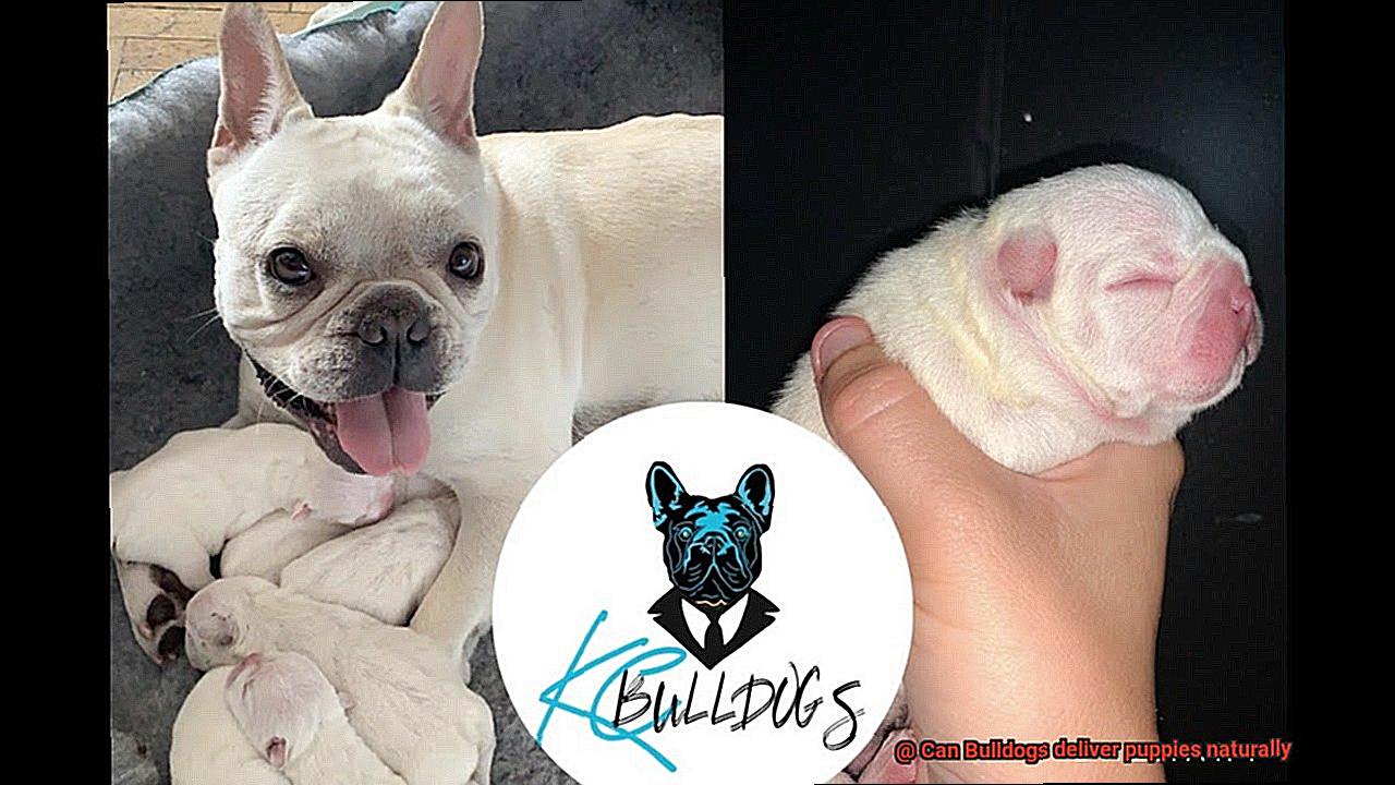 Can Bulldogs deliver puppies naturally-3