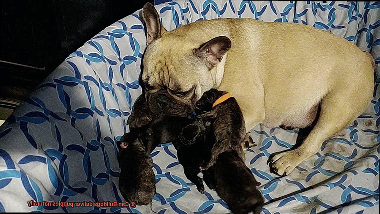 Can Bulldogs deliver puppies naturally-4