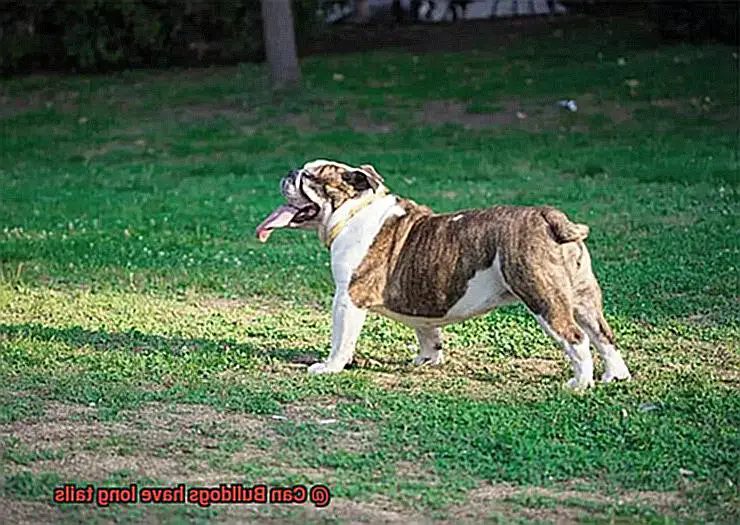 Can Bulldogs have long tails-4