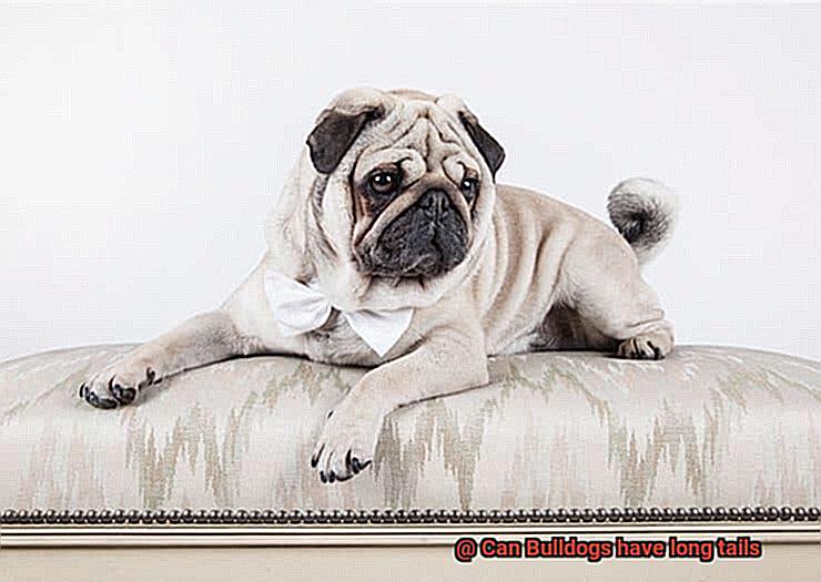 Can Bulldogs have long tails-6