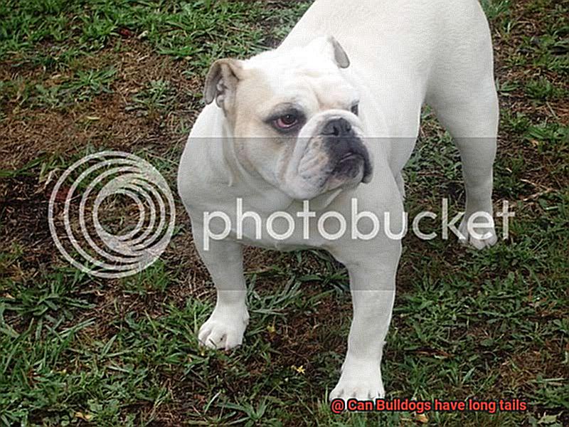 Can Bulldogs have long tails-2
