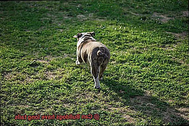 Can Bulldogs have long tails-7