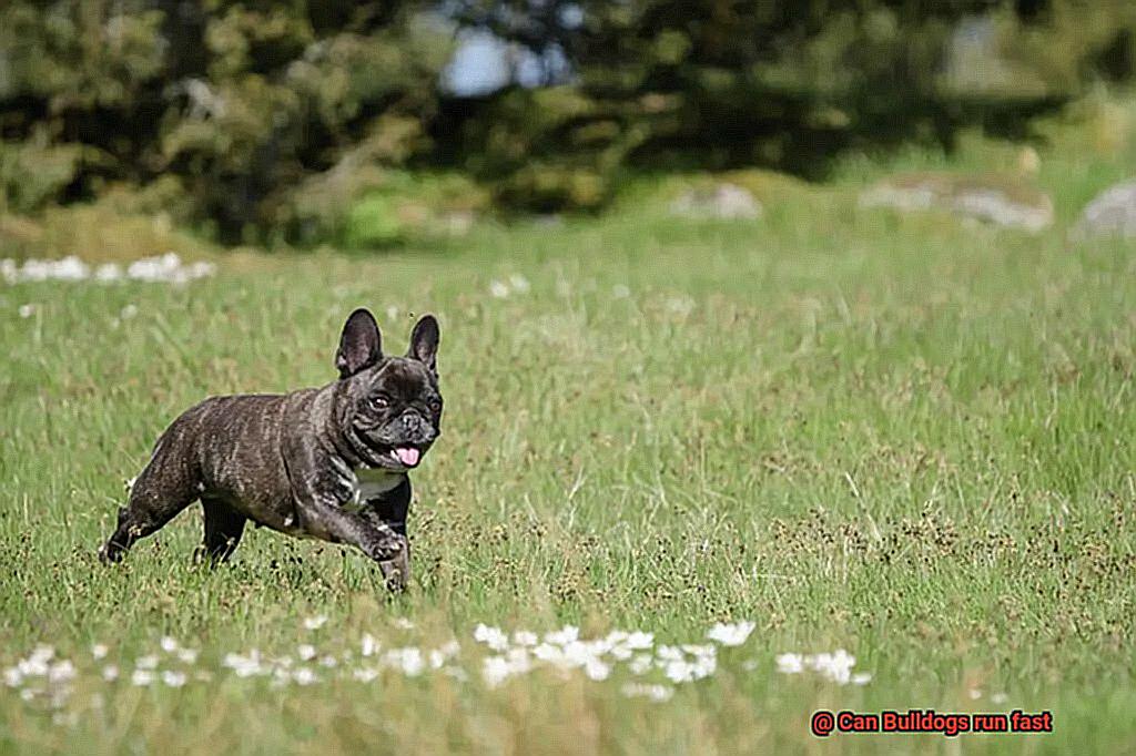 Can Bulldogs run fast-6